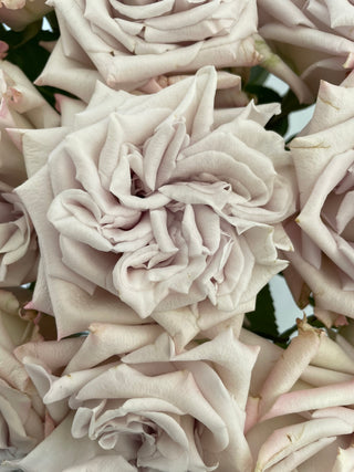 Garden Roses - Westminster Abbey Bloomingmore G