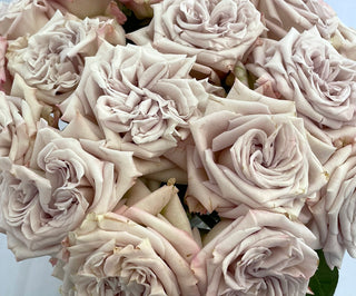 Garden Roses - Westminster Abbey Bloomingmore H