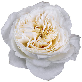 Garden Roses - White Cloud Bloomingmore A