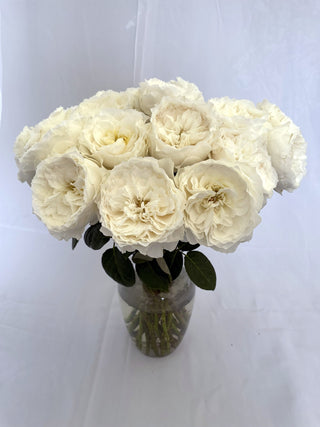 Garden Roses - White Cloud Bloomingmore B