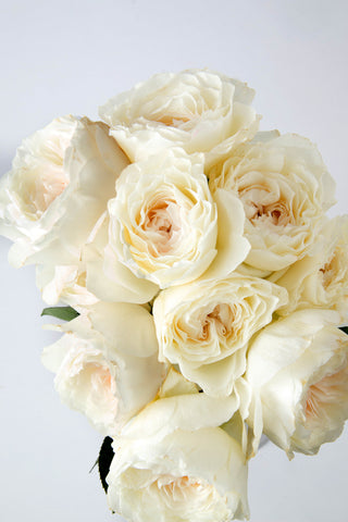Garden Roses - White Cloud Bloomingmore C