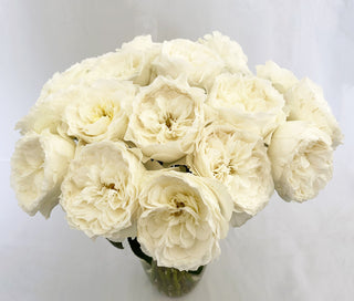 Garden Roses - White Cloud Bloomingmore D