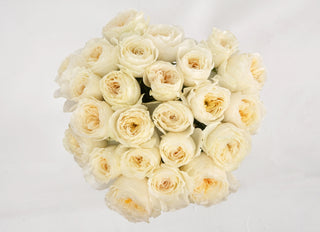 Garden Roses - White Cloud Bloomingmore E
