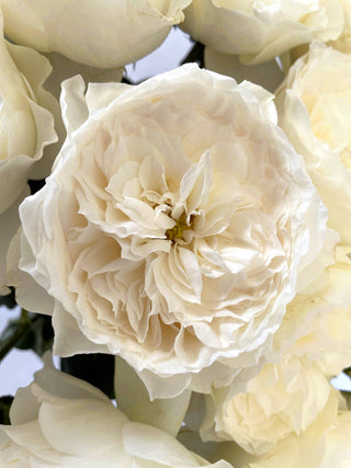 Garden Roses - White Cloud Bloomingmore F