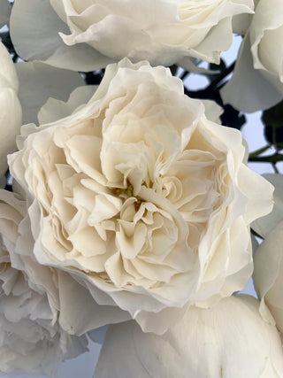 Garden Roses - White Cloud Bloomingmore G