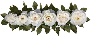 Garden Roses - White Cloud Bloomingmore H