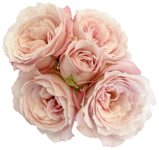 Garden Roses Japanese - Fairy Kiss Spray Bloomingmore A