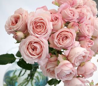 Garden Roses Japanese - Fairy Kiss Spray Bloomingmore B