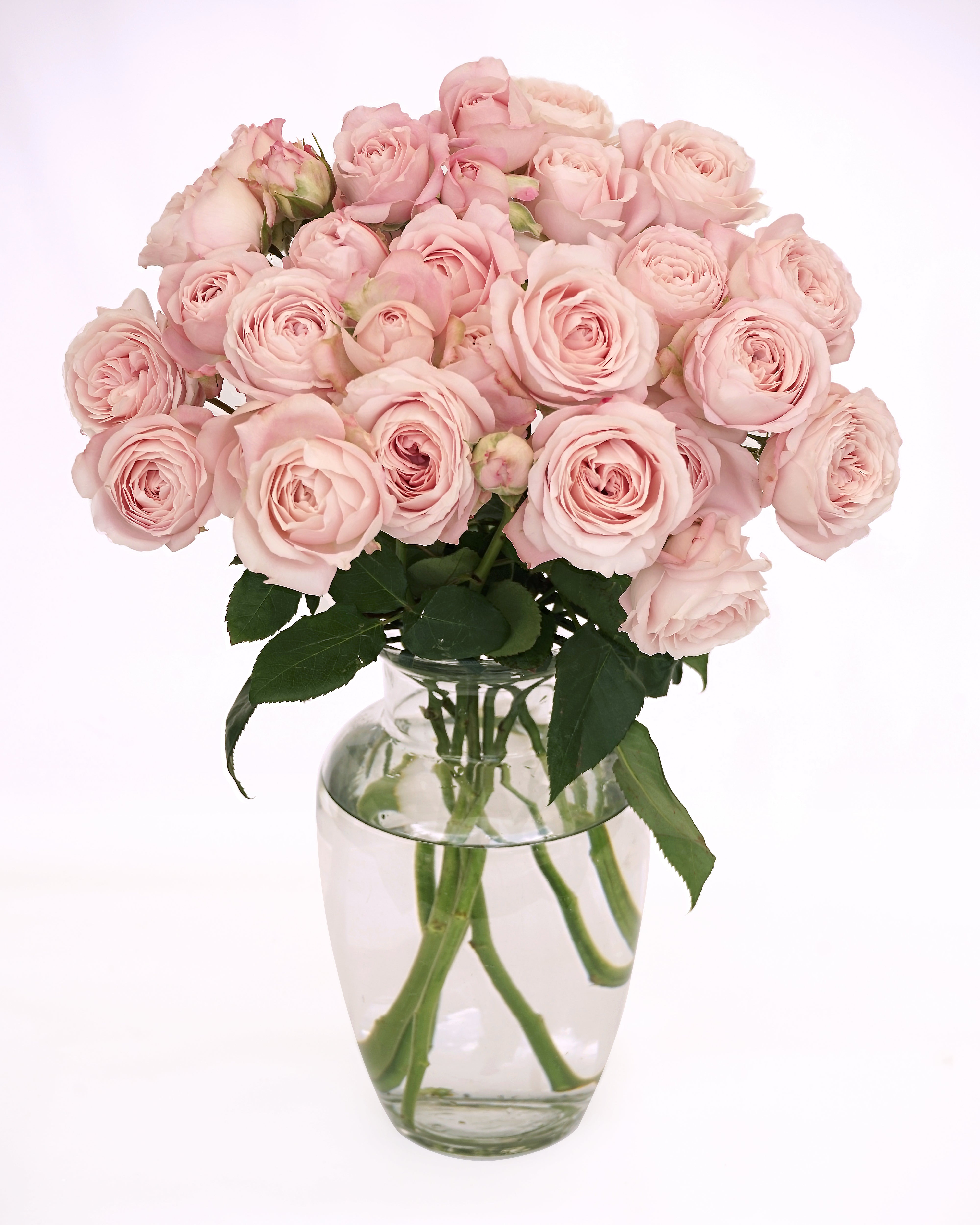 Garden Roses – Bloomingmore