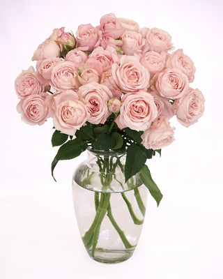 Garden Roses Japanese - Fairy Kiss Spray Bloomingmore C