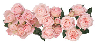Garden Roses Japanese - Fairy Kiss Spray Bloomingmore D