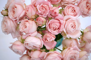 Garden Roses Japanese - Fairy Kiss Spray Bloomingmore F