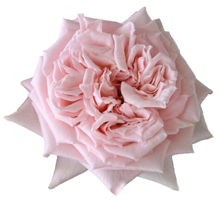 Garden Roses Japanese - Hitomi Bloomingmore A