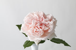 Garden Roses Japanese - Hitomi Bloomingmore B