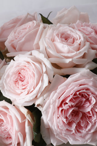 Garden Roses Japanese - Hitomi Bloomingmore C