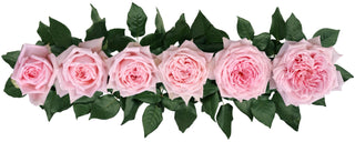 Garden Roses Japanese - Hitomi Bloomingmore D