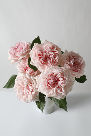 Garden Roses Japanese - Hitomi Bloomingmore E