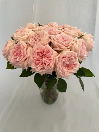 Garden Roses Japanese - Hitomi Bloomingmore G