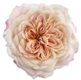 Garden Roses Wabara - Miyabi Brown Bloomingmore A