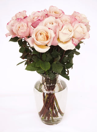 Garden Roses Wabara - Miyabi Brown Bloomingmore B