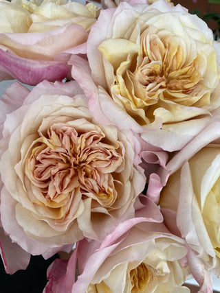 Garden Roses Wabara - Miyabi Brown Bloomingmore C