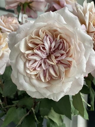Garden Roses Wabara - Miyabi Brown Bloomingmore D