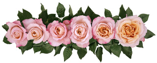 Garden Roses Wabara - Miyabi Brown Bloomingmore E
