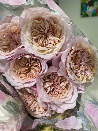 Garden Roses Wabara - Miyabi Brown Bloomingmore F