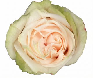 Garden Spirit Garden Rose