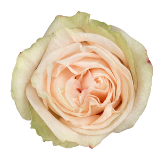 Close-up of a pink green garden rose on a white background