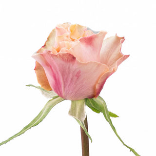 Garden Rose - Campanella Peach