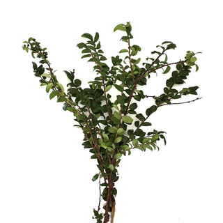 Green Huckleberry - 140 Stems Green flowers - fresh-cut flowers by Bloomingmore - ideal for weddings and floral events