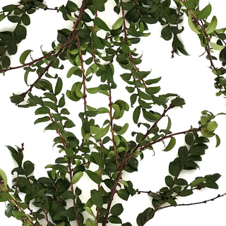 Green Huckleberry - 140 Stems Green flowers - fresh-cut flowers by Bloomingmore - ideal for weddings and floral events