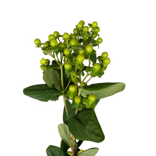 Green Hypericum Green flowers - fresh-cut flowers by Bloomingmore - ideal for weddings and floral events
