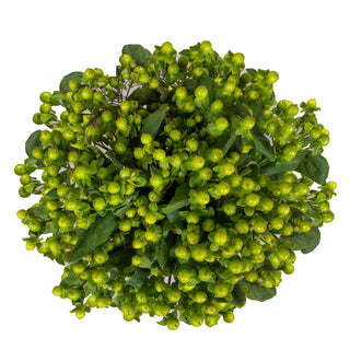 Green Hypericum Green flowers - fresh-cut flowers by Bloomingmore - ideal for weddings and floral events