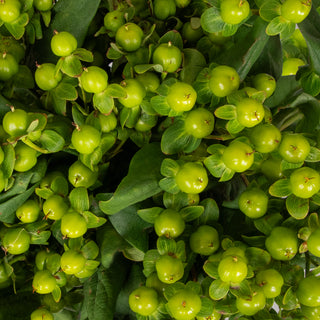 Green Hypericum Green flowers - fresh-cut flowers by Bloomingmore - ideal for weddings and floral events