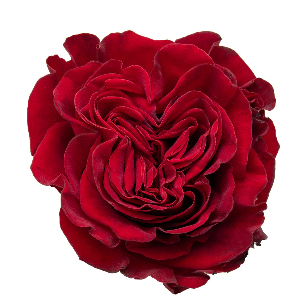 Hearts Garden Rose – Bloomingmore