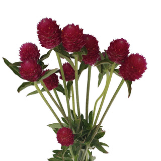 Hot Pink Gomphrena Pink flowers - fresh-cut flowers by Bloomingmore - ideal for weddings and floral events