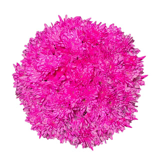 Hot Pink Tinted Pompom Cushion Pink flowers - fresh-cut flowers by Bloomingmore - ideal for weddings and floral events