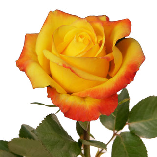 Intense Roses Yellow roses - fresh-cut roses by Bloomingmore - ideal for weddings and floral events