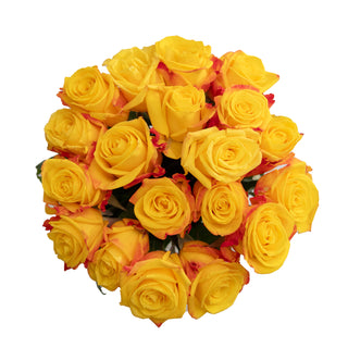 Intense Roses Yellow roses - fresh-cut roses by Bloomingmore - ideal for weddings and floral events