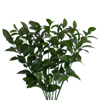 Israeli Green Ruscus - Express Delivery Green flowers - fresh-cut flowers by Bloomingmore - ideal for weddings and floral events