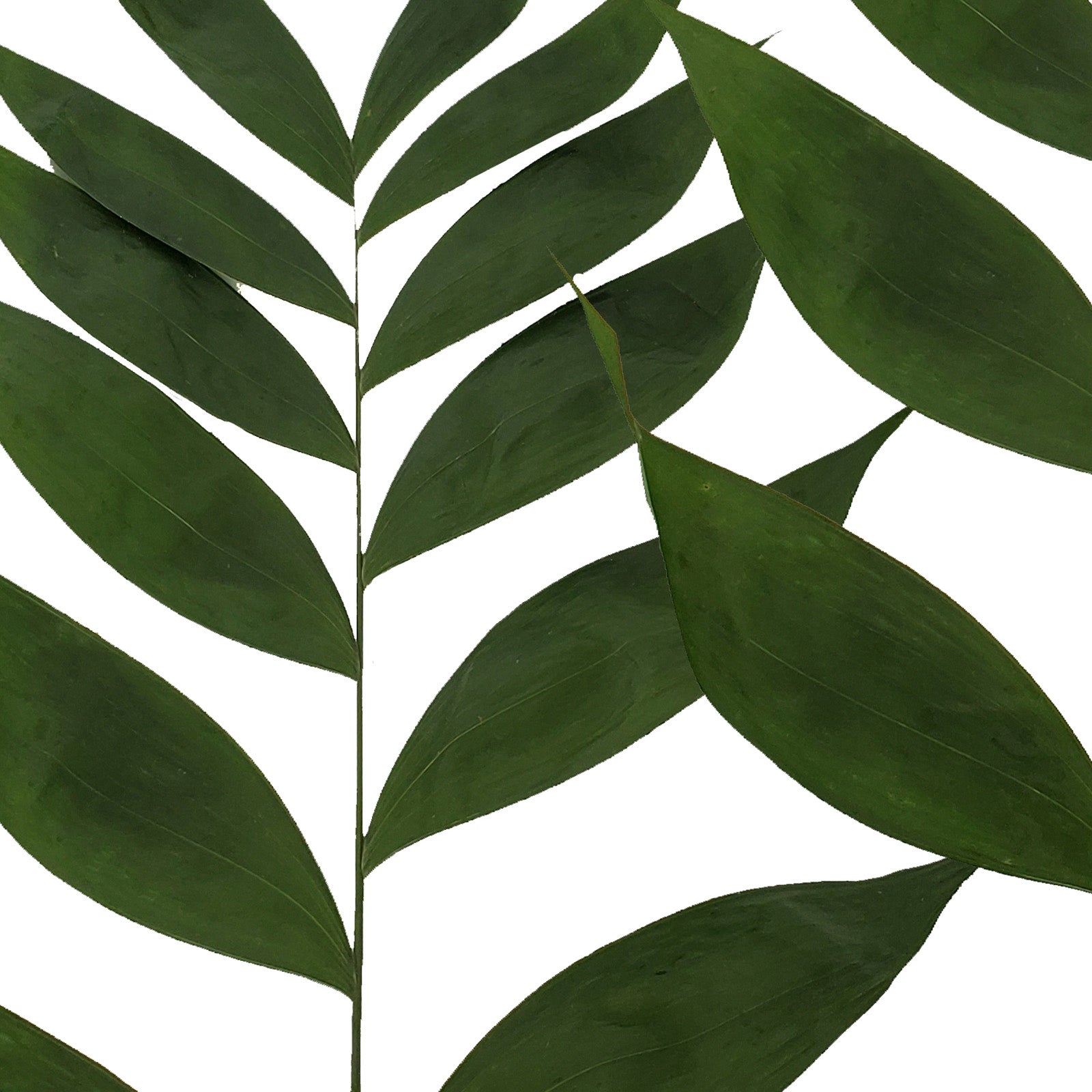 jade palm plant Jade Palm