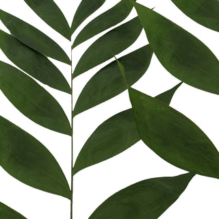 Jade Palm - 160 Stems Green flowers - fresh-cut flowers by Bloomingmore - ideal for weddings and floral events