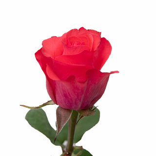 Jet Set Roses Pink roses - fresh-cut roses by Bloomingmore - ideal for weddings and floral events