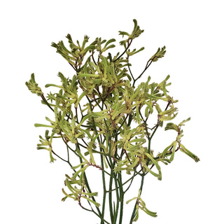 Kangaroo Paw Green Green flowers - fresh-cut flowers by Bloomingmore - ideal for weddings and floral events