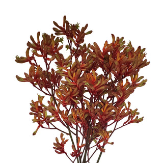 Kangaroo Paw Orange Orange flowers - fresh-cut flowers by Bloomingmore - ideal for weddings and floral events