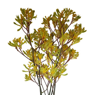 Kangaroo Paw Yellow Yellow flowers - fresh-cut flowers by Bloomingmore - ideal for weddings and floral events
