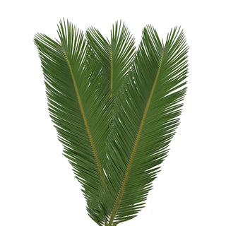 King Sago Palm 5 ft. - 150 Stems Green flowers - fresh-cut flowers by Bloomingmore - ideal for weddings and floral events