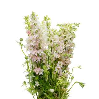 Larkspur pink - 120 Stems Pink flowers - fresh-cut flowers by Bloomingmore - ideal for weddings and floral events